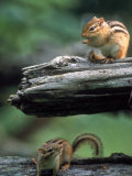 Two Eastern Chipmunks Reprodukcja zdjęcia