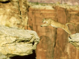 Mountain Lion, Leaping Between Cliffs, USA Fotografie-Druck von Alan And Sandy Carey