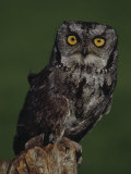 Screech Owl Fotografisk trykk av Russell Burden Screech Owl Fotografisk trykk av Russell Burden