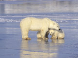 Polar Bears, Mother and Cub, Manitoba, Canada Lámina fotográfica por Daniel Cox Polar Bears, Mother and Cub, Manitoba, Canada Lámina fotográfica por Daniel Cox