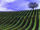 Vineyard, Spring Photographic Print by Inga Spence