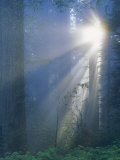 Rayons de soleil à travers les séquoias Redwood, Californie Photographie par Inga Spence