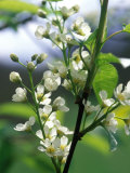 Prunus Padus (Bird Cherry), Almond-Scented White Flowers, Late Spring Lámina fotográfica por Mark Bolton