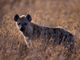 Spotted Hyena, Crocuta Crocuta, Tanzania Photographie par D. Robert Franz