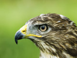 Common Buzzard, Profile Portait, UK Photographie par Mike Powles