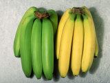 Green and Ripe Bananas Photographic Print by David M. Dennis