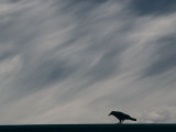 Crow Perching Against Stormy Sky Lámina fotográfica Crow Perching Against Stormy Sky Lámina fotográfica