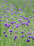 Wildflower Meadow with Cornflowers (Centaurea Cyanus) Rundale Barn Lámina fotográfica por Mark Bolton