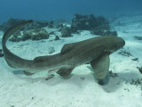 Leopard Shark, Male Swimming Over Ocean Floor, New Caledonia Photographic Print by Tobias Bernhard