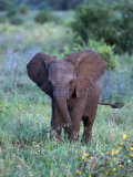 African Baby Elephant, Luxodonta Africana, Tanzania Lámina fotográfica por Robert Franz