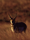 Pronghorn Antelope, Antilocapra Americana Lámina fotográfica por Robert Franz