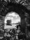 Cows, Ballybeg Abbey, Ireland Photographic Print by Karen Schulman