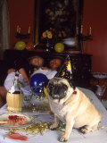 Pug Dog After New Year's Eve Party Photographic Print by Paul Gallaher