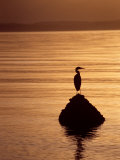 Great Blue Heron at Sunset Photographic Print by Fogstock Llc 