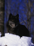 Gray Wolf, Canis Lupus Photographic Print by Robert Franz