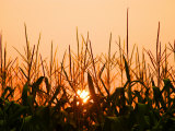 Cornfield at Sunrise Photographic Print by Timothy O'Keefe