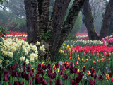 Tulips in Display Garden, Mt. Vernon, Laconner, WA Photographic Print by Christopher Jacobson