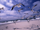 Gulls Flying Over Beach, Ocracoke Island, NC Photographie par Martin Fox