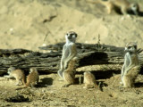Meerkat (Suricate), Adults Watching Over Young Pups, Kalahari Gemsbok National Park Fotografie-Druck von Tim Jackson