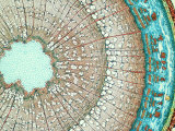 X-Section of Young Paw Paw Stem, a Monocot Photographic Print by David M. Dennis