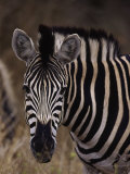 Burchell's Zebra, Equus Burchelli Photographic Print by D. Robert Franz