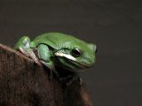 Green Tree Frog, Hyla Cinerea Photographic Print by Larry Jernigan
