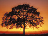 Big Tree at Sunset Photographic Print