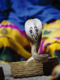Cobra, Cochin, India Photographie par Peter Langone