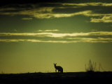 Silhouette Of A Kangaroo At Sunset, Australia Lámina fotográfica