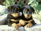 Rottweiler, Puppy Pair Relaxing Photographic Print by Alan And Sandy Carey