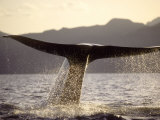 Blue Whale, Fluking, Sea of Cortez Photographic Print by Mark Jones
