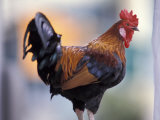 Rooster Photographic Print