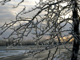 Close View of Tree Branches After Ice Storm Photographie par Dennis Macdonald