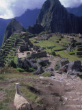 Inca Ruins of Machu Picchu, Llama, Peru Photographie par Shirley Vanderbilt