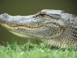 Alligator Face Lámina fotográfica