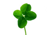 Lucky Green Clover Lámina fotográfica por Cut And Deal Ltd