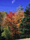 Autumn Trees with Moon, Vermont Lámina fotográfica por Russell Burden