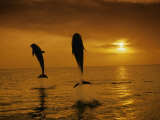 Bottlenose Dolphins, Tursiops Truncatus Fotografie-Druck von Stuart Westmoreland