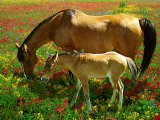 Horse and Foal Grazing Fotografie-Druck von Gail Dohrmann