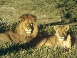 African Lion, Pair, East Africa Lámina fotográfica por Frank Schneidermeyer