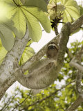 Three-Toed Sloth, Quepos, Costa Rica Photographic Print by David M. Dennis