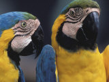 Parrots Talking to Each Other Photographic Print by Fogstock Llc 