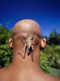 Grasshopper on Bald Man's Head Photographic Print by Peter Langone
