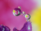 Dew Drop, Refracting Image of Flower Photographic Print by Adam Jones