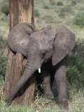 African Elephant Baby, Loxodonta Africana Photographie par Robert Franz