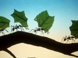 Leaf-Cutting Ants Photographic Print by David M. Dennis