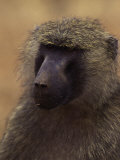 Olive Baboon, Papio Anubis Photographic Print by D. Robert Franz