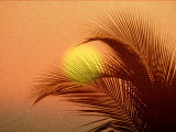 Palm Tree and Sunset Photographic Print by Jerry Koontz