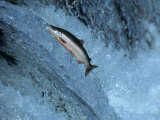 Red Salmon Swimming Upstream, Katmai, AK Photographic Print by Kyle Krause