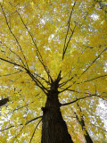 Tree with Autumn Leaves Photographic Print by Dennis Macdonald